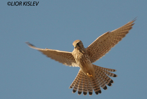  בז מצוי Common Kestrel Falco  Tinnunculus                                       נחל סמק רמת הגולן ספטמבר 2005